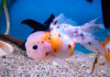 Оранда ситцевая  (Goldfish Oranda calico)