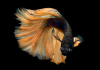 Петушок Халф Мун горчичный газ самец (Betta splendens Halfmoon Mustard Gas)