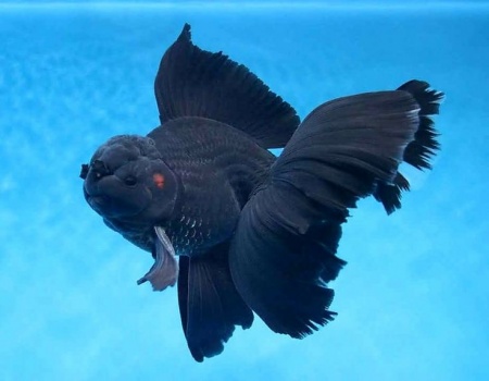 Оранда черная (Goldfish Oranda black) 10-12 см