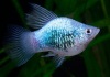 Пецилия синий смокинг (Xiphophorus maculatus blue tuxedo Platy)