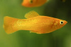 Моллинезия желтая (Poecilia sphenops Gold Molly)