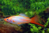Меченосец Розовая комета (Xiphophorus helleri Pink comete )