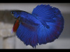 Петушок Петушок Супер Дельта сапфир самец Betta-male super delta blue-sapphire)