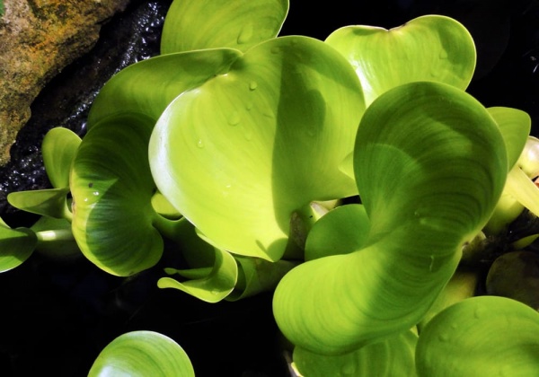 Водный гиацинт или Эйхорния красивейшая  (Eihornia-crassipes)