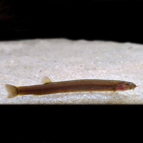 Акантофтальмус Блэк Яванский (Acanthophthalmus Pangio oblonga ) P.javanicus)