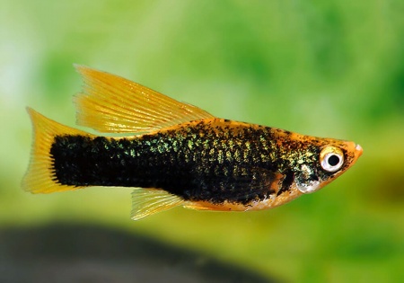 Меченосец Геллера черный флаговый (Xiphophorus helleri Black Sword Hi Fin)
