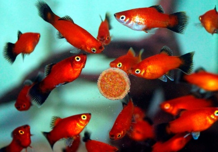 Пецилия редиска (Xiphophorus maculatus red black veiltail)
