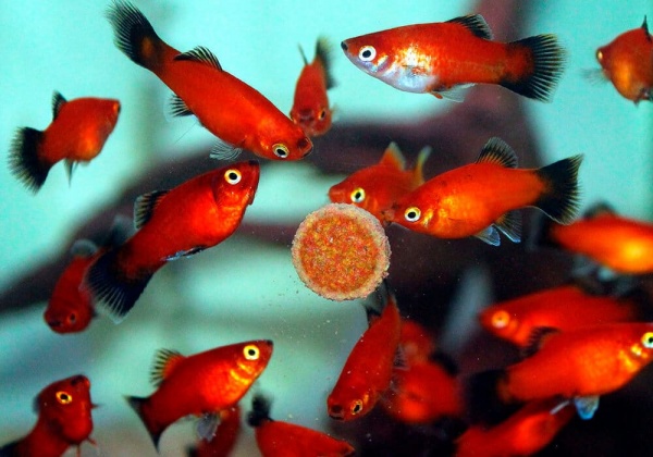 Пецилия красная чернохвостая (Xiphophorus maculatus red black tail)