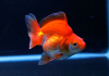 Риукин красно-белый короткохвостый (Goldfish Ryukin white & Red short tail)