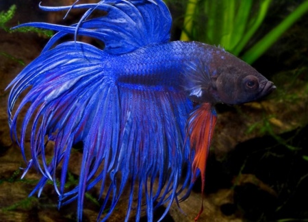 Петушок Коронохвостый синий самец (Betta-splendens-crown-tail-blue )