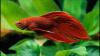 Петушок Вуалехвостый Красный самец (Betta-male-Veiltail-RED)