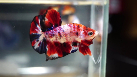 Петушок плакат КОИ НЕМО самец (Betta fish male)