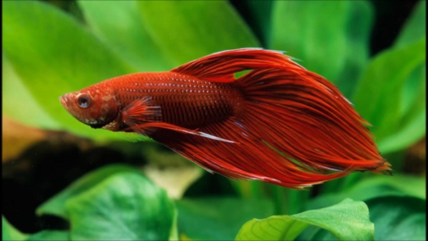 Петушок Вуалехвостый Красный самец (Betta-male-Veiltail-RED)
