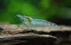 Креветка "Небесная Жемчужина" (Neocaridina Blue Pearl)