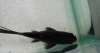 Золотая рыбка Комета черная (Goldfish comet black)