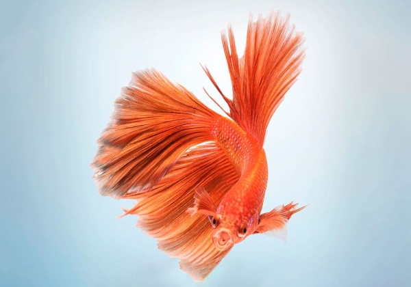 Петушок Супер Дельта оранжевый самец (Betta male Super Delta orange)
