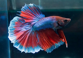 Петушок Халф Мун трехполосый самец (Betta splendens Halfmoon Tri Band)