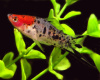 Меченосец Геллера кои ситец (Xiphophorus helleri Calico Koi)