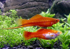 Меченосец Геллера красный (Xiphophorus helleri red)