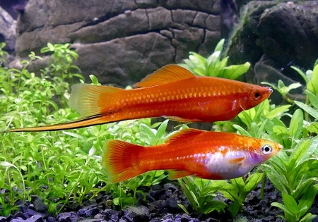 Меченосец Геллера красный (Xiphophorus helleri red)
