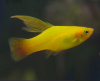 Пецилия золотая высокоплавничная (Xiphophorus variatus gold hifin Platy)
