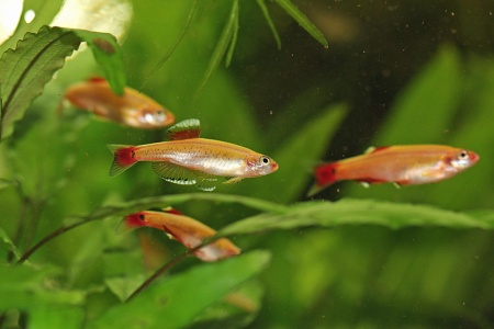 Кардинал золотой (Tanichthys albonubes gold) 2 см 