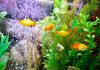 Пецилия золотая (Xiphophorus maculatus golden Platy)