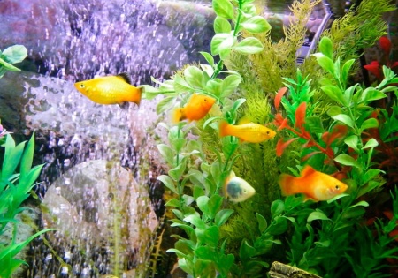 Пецилия золотая (Xiphophorus maculatus golden Platy)