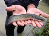 Арапаима гигантская (лат. Arapaima gigas) 10-15 см (малек)