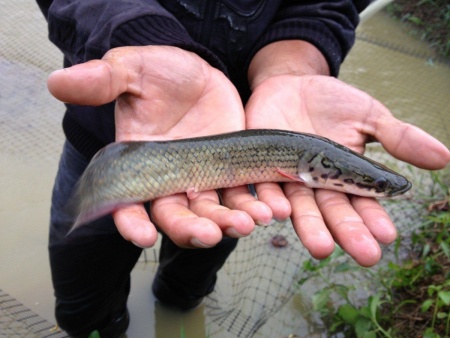 Арапаима гигантская (лат. Arapaima gigas) 10-15 см (малек)