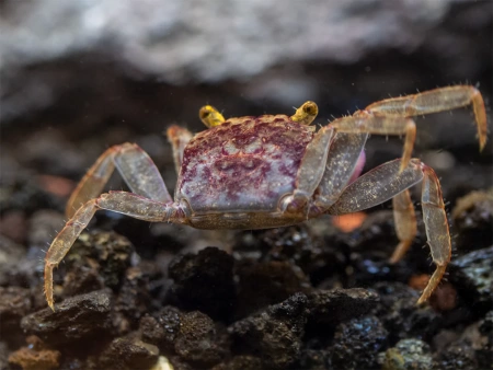 Краб Вампир Орхидея  (Geosesarma sp.) Orchid Vampire Crab