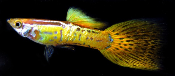 Гуппи желтая кобра (Yellow King Cobra Guppy) Poecilia reticulata