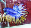 Петушок Коронохвостый сине-желтый самец (Betta-splendens-crown-tail-)