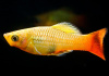 Пецилия пестрая радужная (Xiphophorus variatus sunset rainbow Platy)