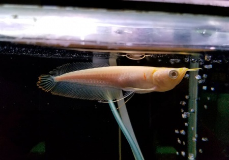 Арована Южноамериканская альбинос (Osteoglossum bicirrhosum albino) 10-12см