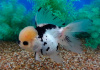 Оранда черно-белая (Goldfish Oranda black-white)
