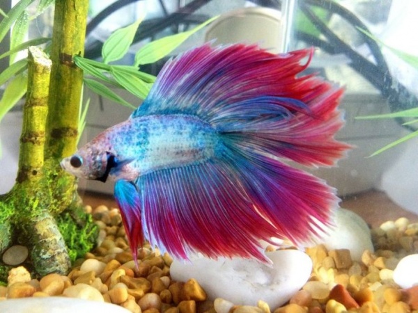 Петушок Халф Мун двухвостый биколор розово-фиолетовый самец (betta two-tailed bicolor pink-purple)