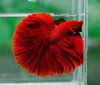 Петушок Халф Мун рубиновый самец (Betta male Halfmoon red rubin)