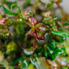 Ротала крупнотычинковая меристемная Rotala macrandra
