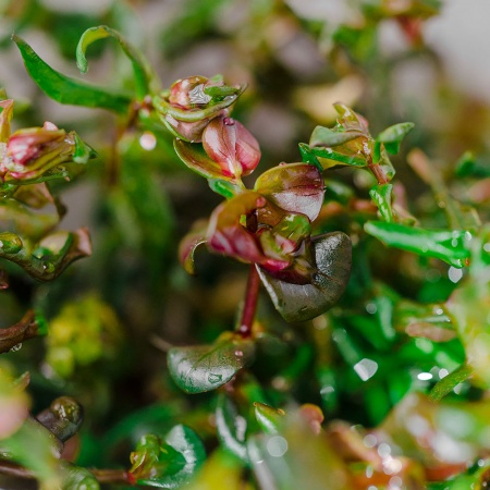Ротала крупнотычинковая меристемная Rotala macrandra
