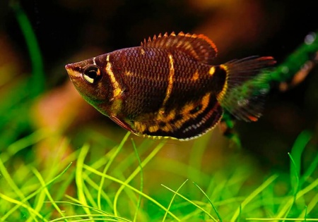 Гурами Шоколадный  (Sphaerichthys osphormenoides)