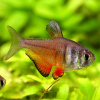 Тетра Фон Рио (лат. Hyphessobrycon flammeus)