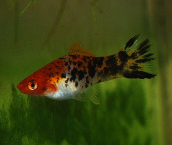 Меченосец Геллера трехцветный (Xiphophorus helleri Tricolor)