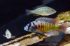 Цихлида Хаплохромис Брауна (Haplochromis brownae) 4-5см