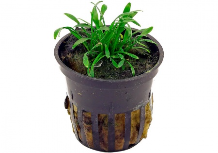 Криптокорина парва (Cryptocoryne parva)