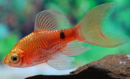 Барбус огненный вуалевый (Barbus conchonius) 5-6см