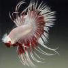 Петушок Коронохвостый Платиново  Красная Бабочка (Betta Male MILKY RED DRAGON BUTTERFLY)