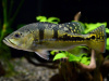 ЦИХЛА КЕЛБЕРИ (Cichla kelberi) 4-4,5 см