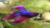 Петушок Вуалехвостый Фиолетовый самец (Betta-male-Veiltail-velvet)