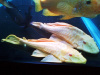 Плекостомус Альбинос (Hypostomus plecostomus) альбинос   4,5-5 см.